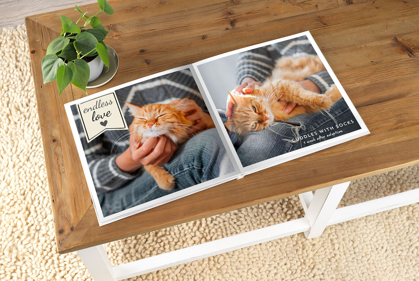 A loving cat is being petted by a person on their lap. A CEWE PHOTOBOOK with photographs is on the table.