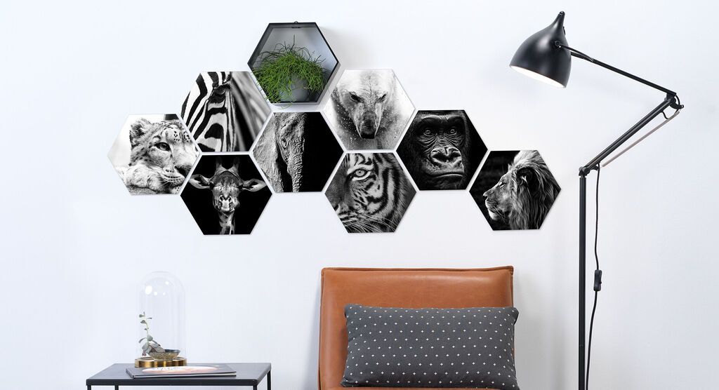 Several animal portraits in black and white in hexagonal frames on a wall.