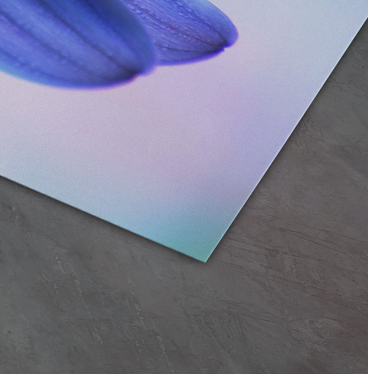 Close-up of a blue flower on a softly gradient background.