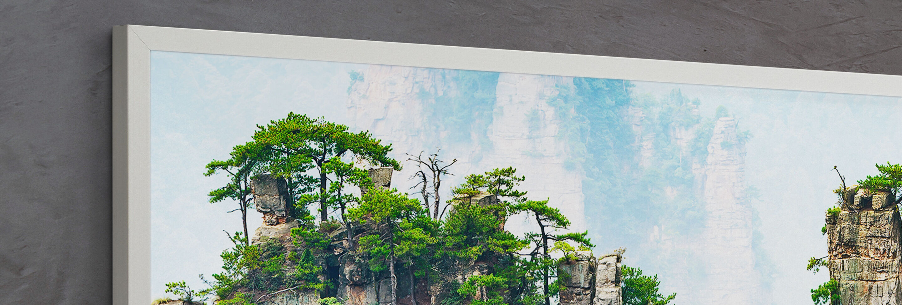 A beautiful forest with tall trees on rocks.