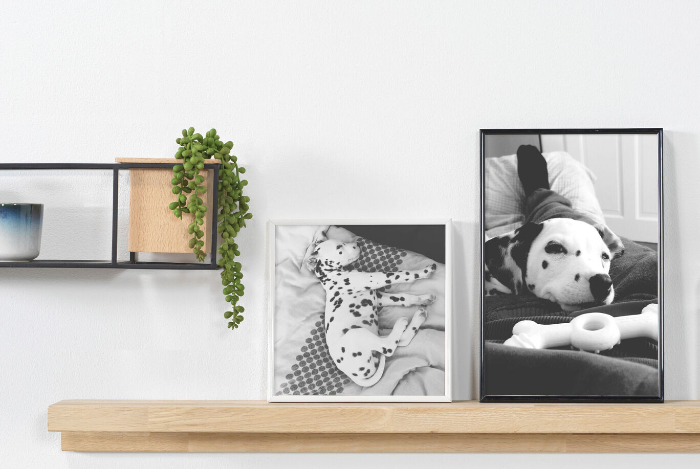 Two pictures of a Dalmatian on a shelf. Left is a picture of a sleeping Dalmatian, right shows a Dalmatian with a toy.