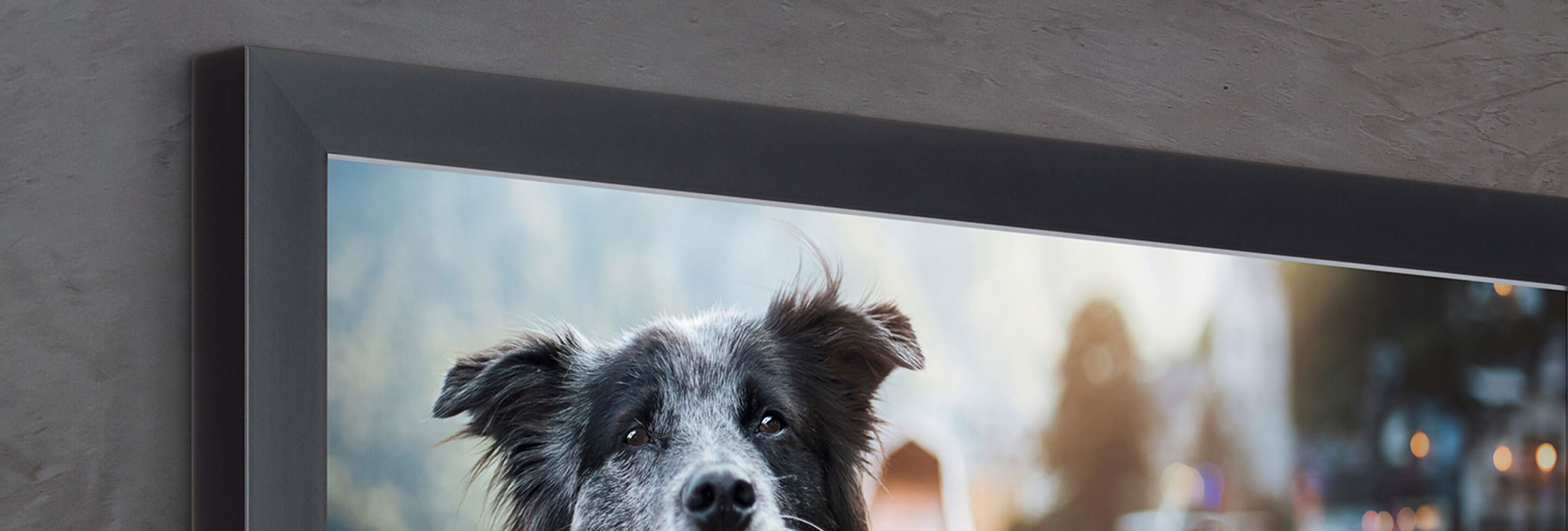 A loving Border Collie with gentle eyes, sitting against a modern gray background.