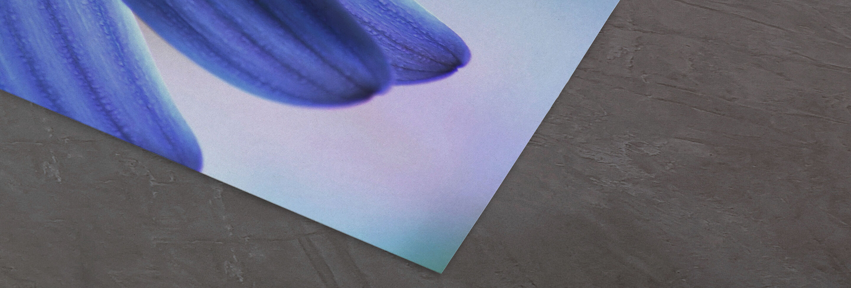 Close-up of a purple petal tip on a soft background.