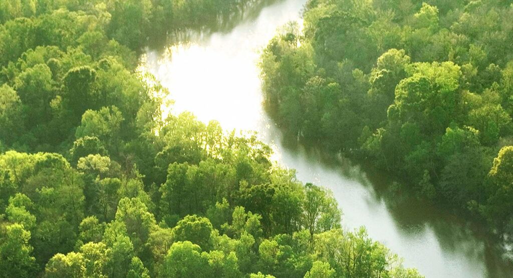 Bright picture of a green river landscape with trees and water