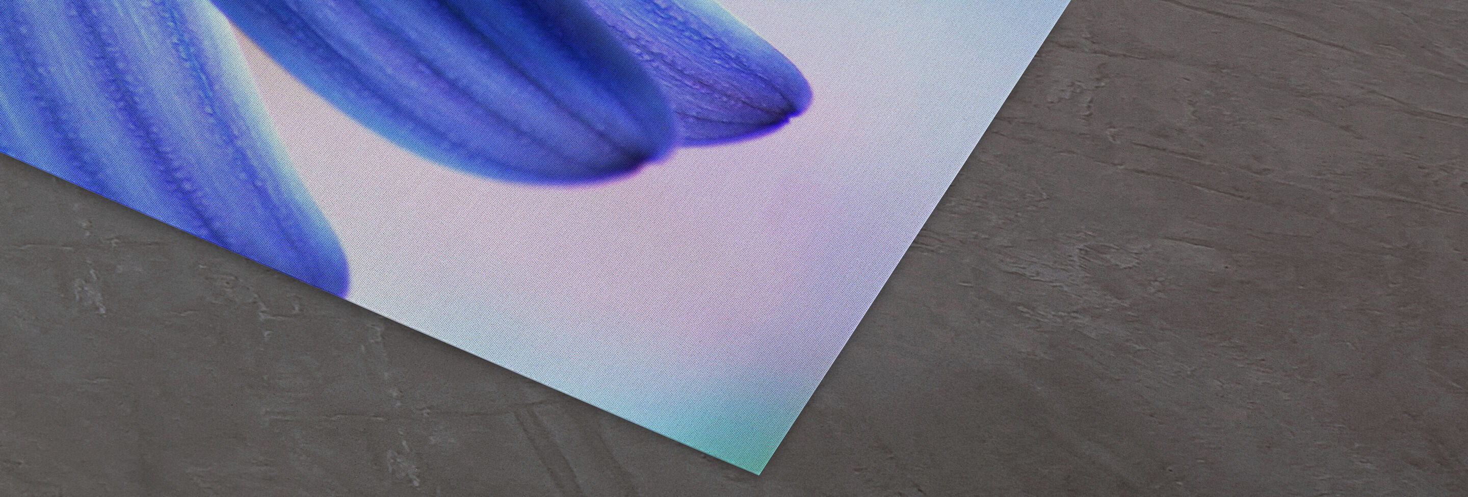 Close-up of delicate blue flower petals on a soft background.