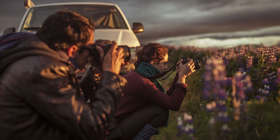 Group excursionists collectively photograph a blooming flower landscape in the evening light