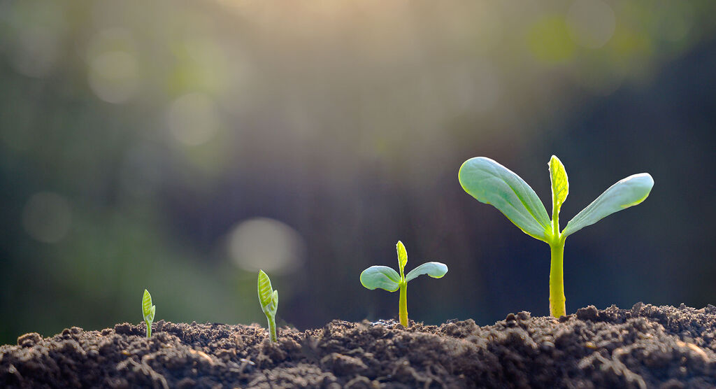 Small plants sprouting from the earth, symbolizing growth and new beginnings.