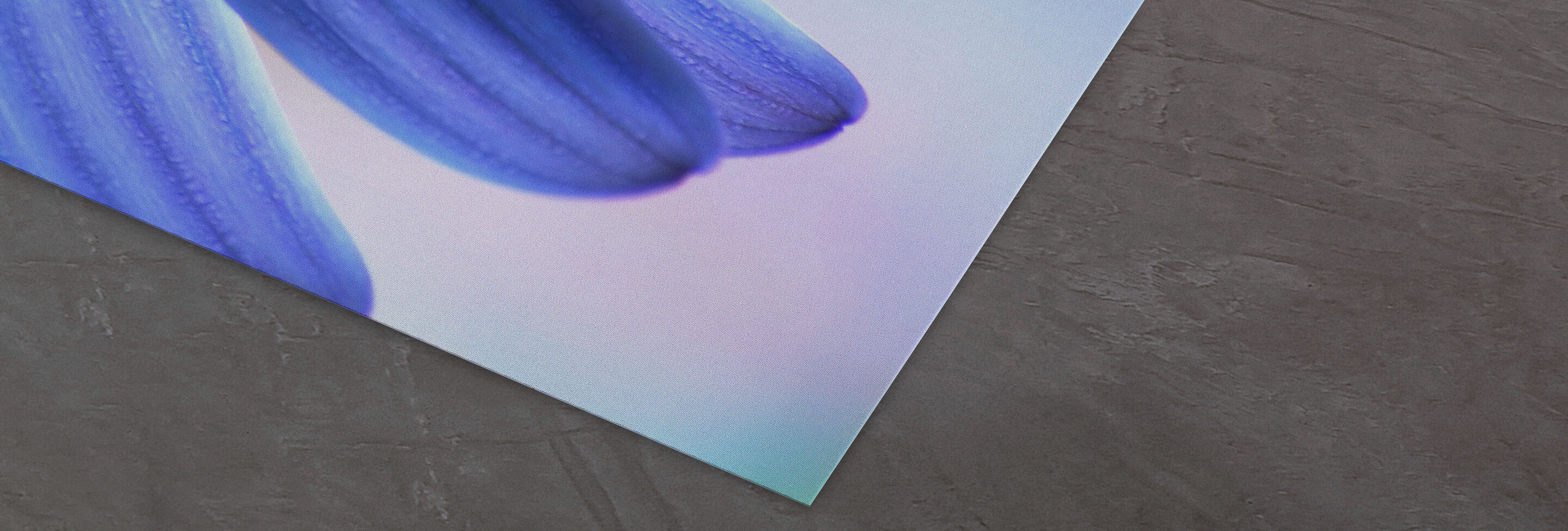 Close-up of blue flower petals on a soft background