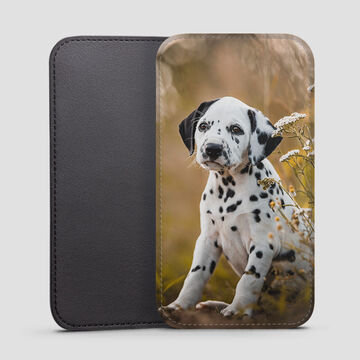 Dog photo featuring a Dalmatian in a meadow