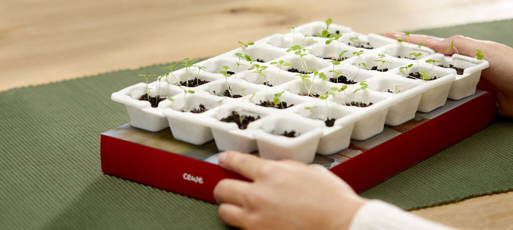 A person holds a seedling tray with many green sprouts in one hand.