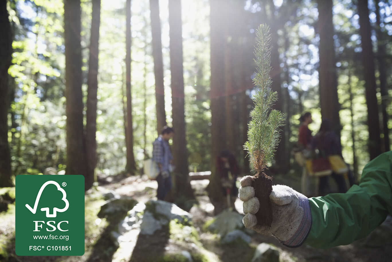 Hand holding a young tree in a forest landscape, with people seen in the background planting trees.