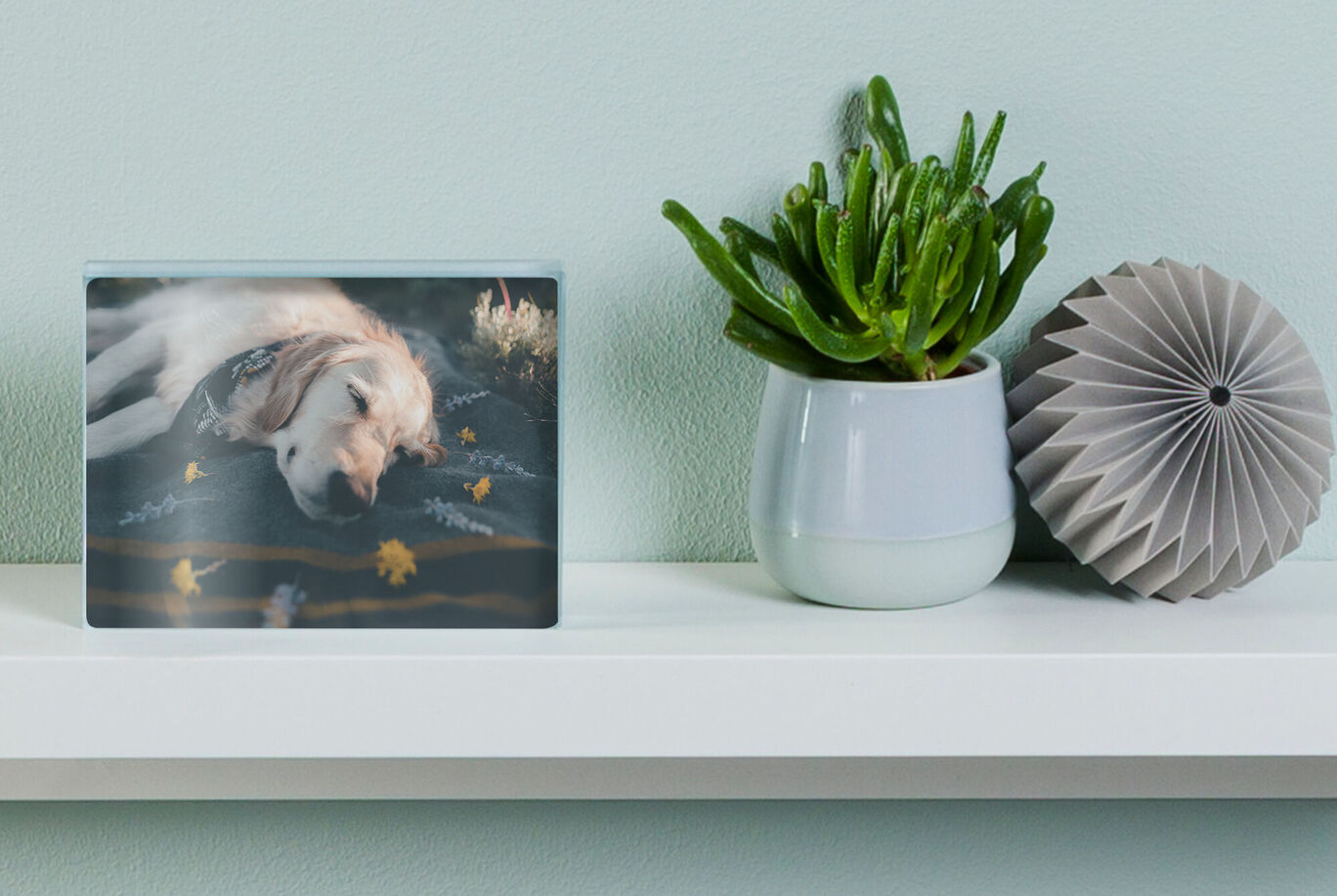 A cute sleeping dog photography on a shelf, surrounded by plants and decorations.